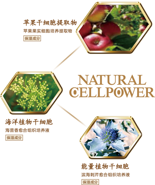 NATURAL CELLPOWER 苹果干细胞提取物／海洋植物干细胞／能量植物干细胞