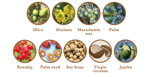 Olive, Abulana, Macadamia nut, Palm, Rosehip, Palm seed, Soy bean, Virgin coconut, Jojoba